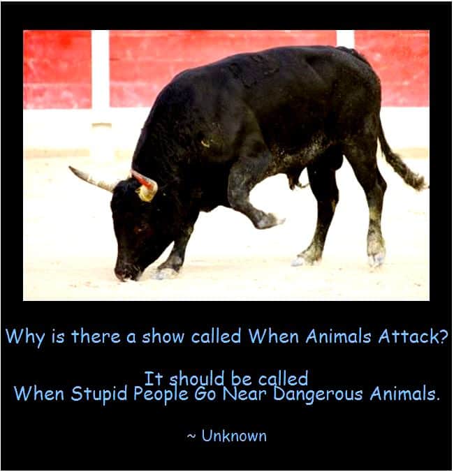 When-Stupid-People-Go-Near-Dangerous-Animals.jpg