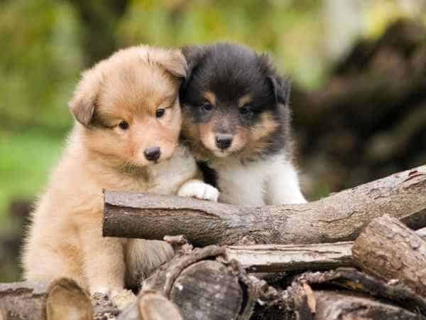 Moms Who Think Dogs Names By Color Dog Names By Color
