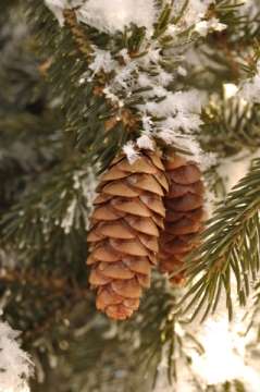 pinecones