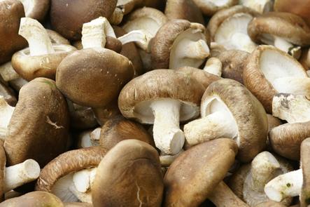 Mushrooms
