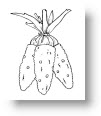 thanksgiving-coloring-pages-24