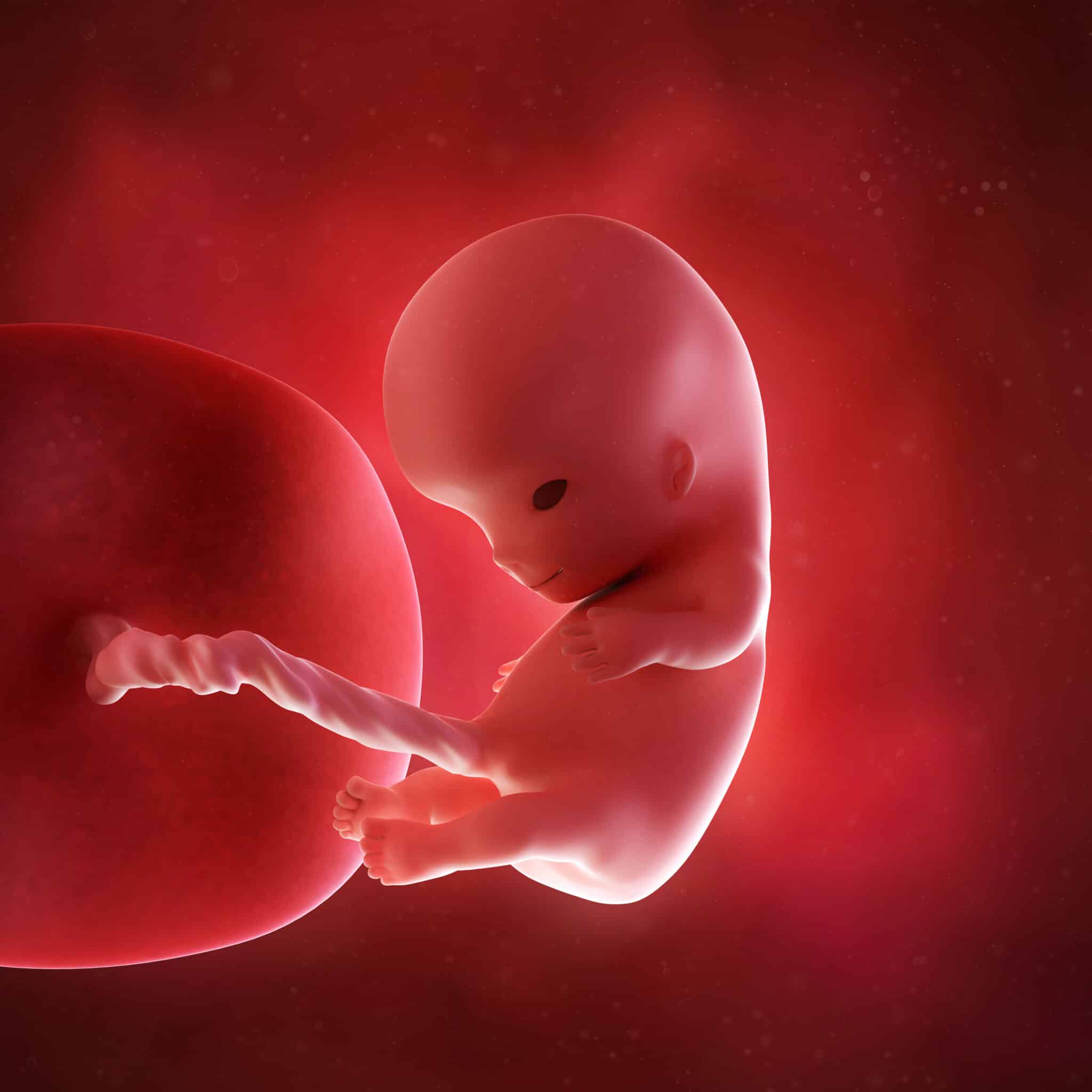 Конец 9 недели. Эмбрион на 10 неделе беременности. 10 Недель беременности фото плода. Плод 9-10 акушерских недель беременности. Зародыш человека 9-10 недель.
