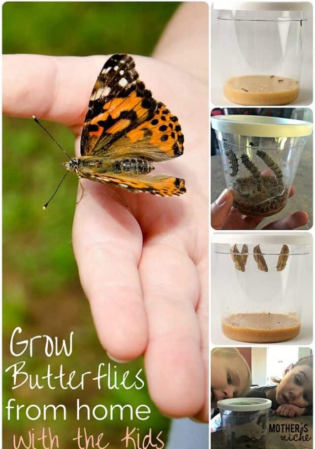 My kids LOVED watching our caterpillars hatch into butterflies. Such a fun activity for spring and summer!