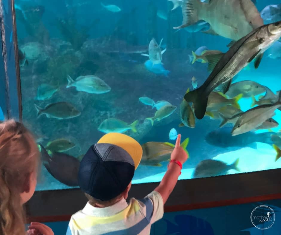 Our trip to the Florida Keys with Kids: Florida Keys Aquarium Encounters