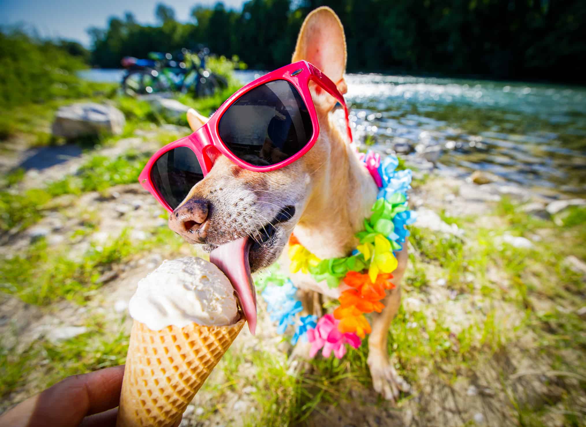 dog eating ice cream