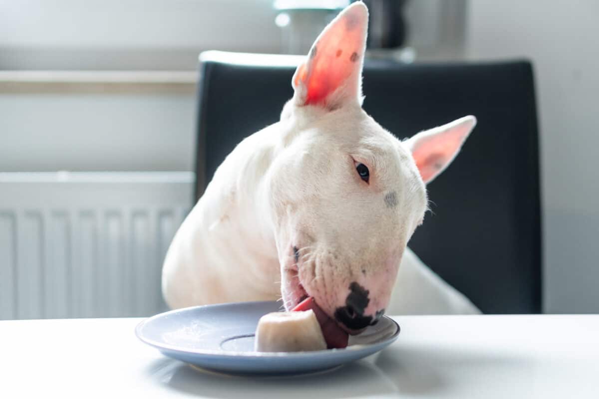 bull terrier eating ice cream