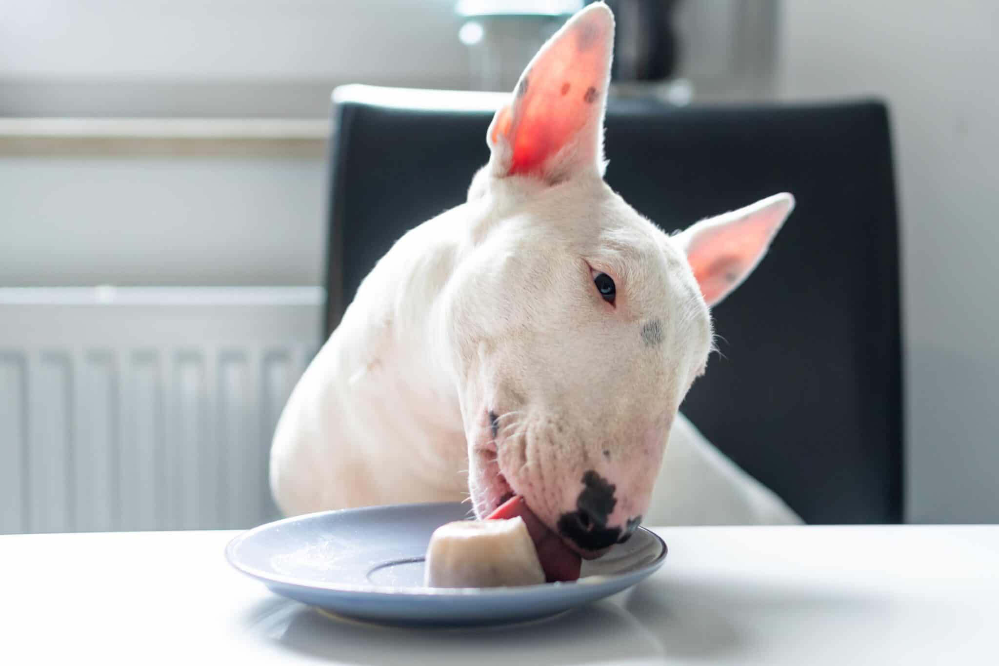 Are Bull Terriers Good With Kids?