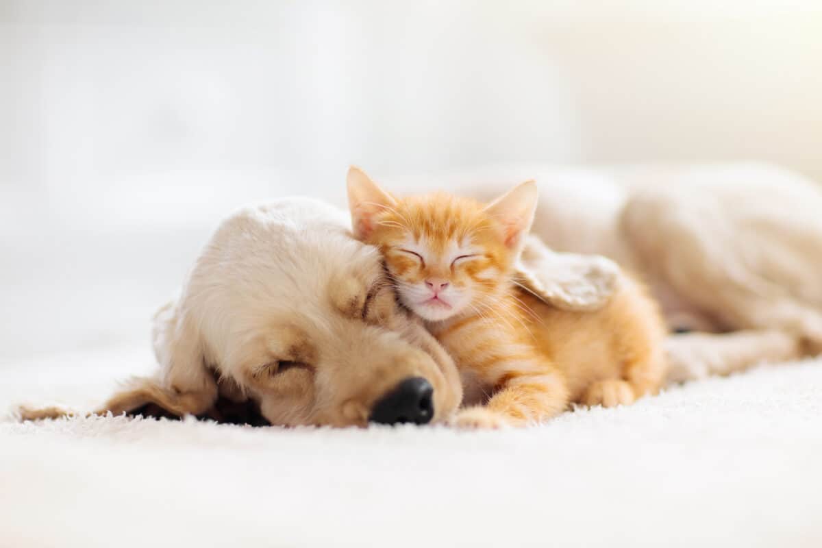 puppy and kittenAnimal trivia is a child's favorite! Get to know more about animals all around the world. 