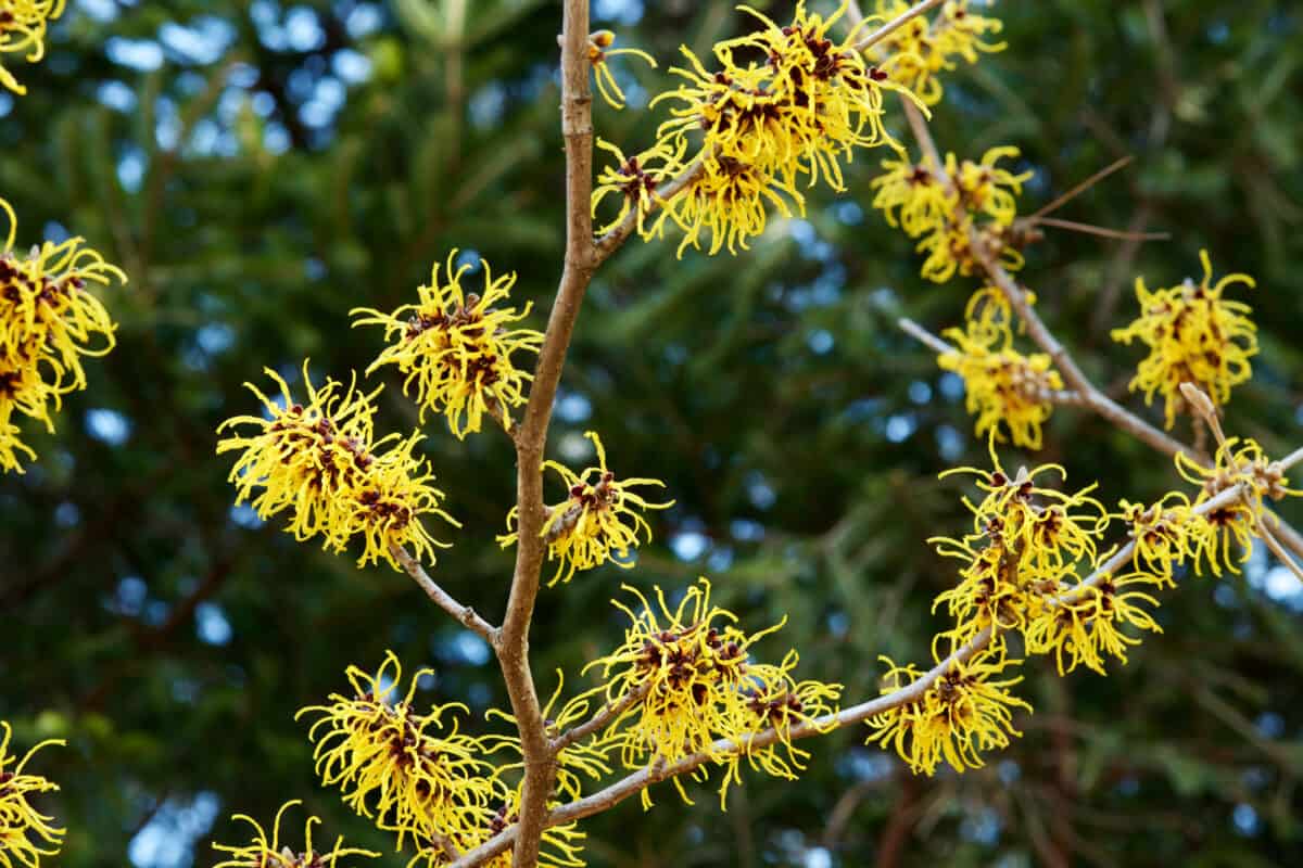 witch hazel plant