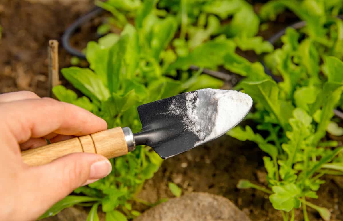 uses for baking soda include garden maintenance