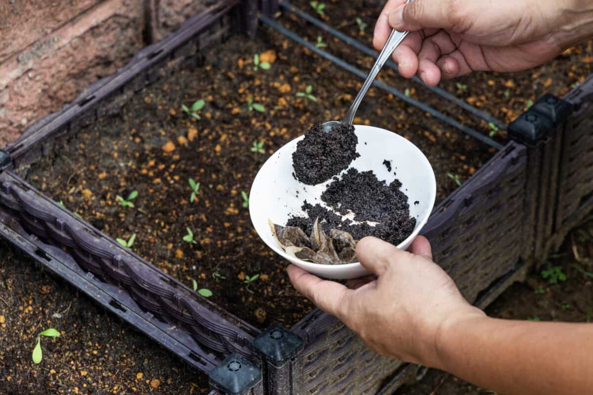 coffee grounds being added to plants