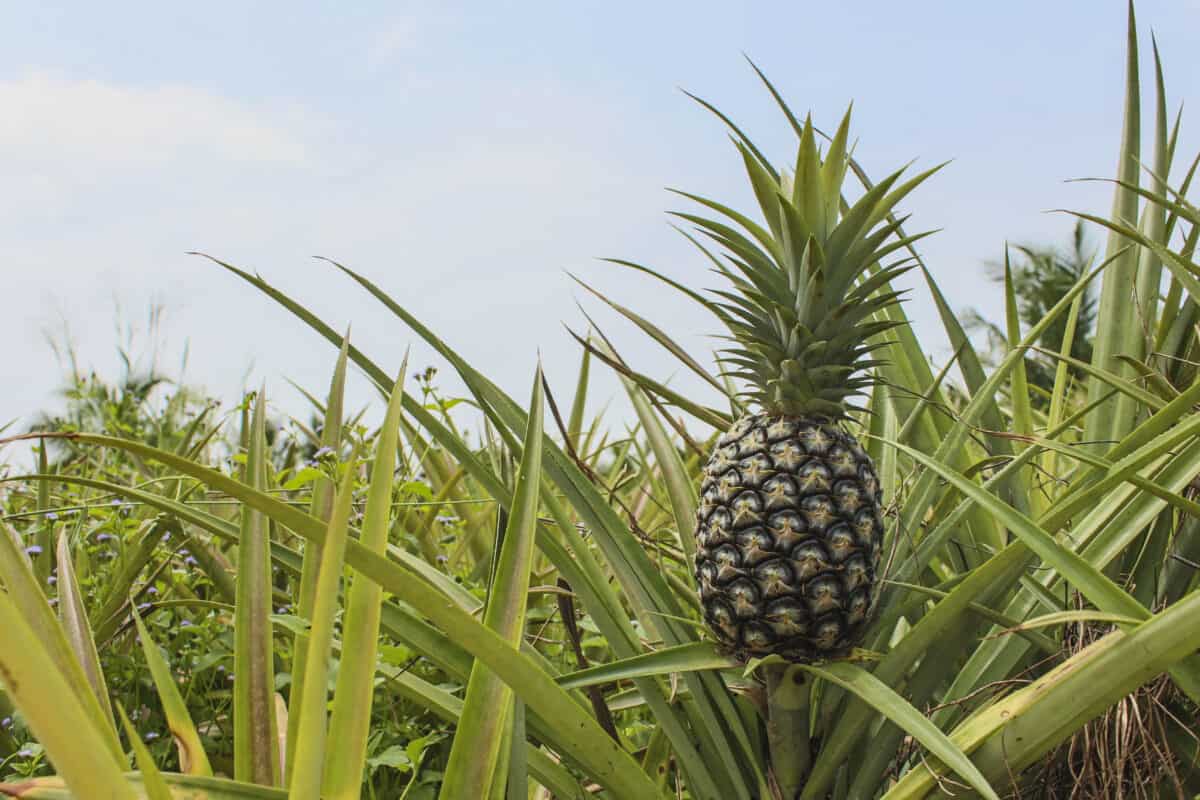 pineapple farm