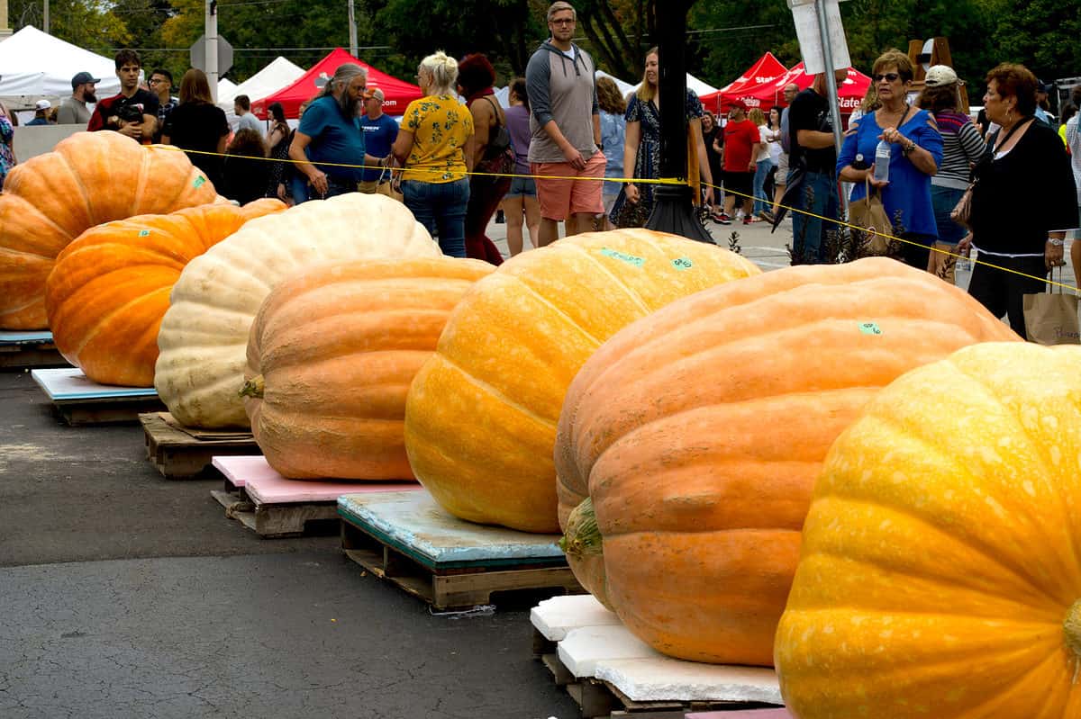 pumpkinfest in cedarburg, wisconsin, which is a great day trip from chicago