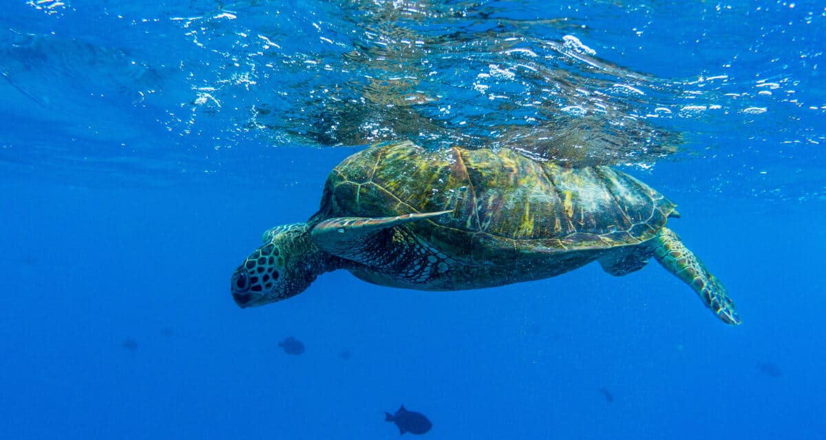 Turtle at Turtle Canyon in Oahu