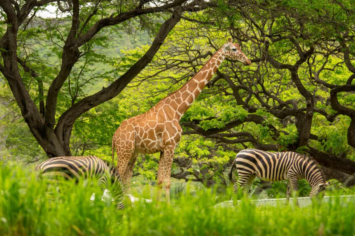 giraffe and zebras at honolulu zoo, one of many family-friendly attractions on Oahu.