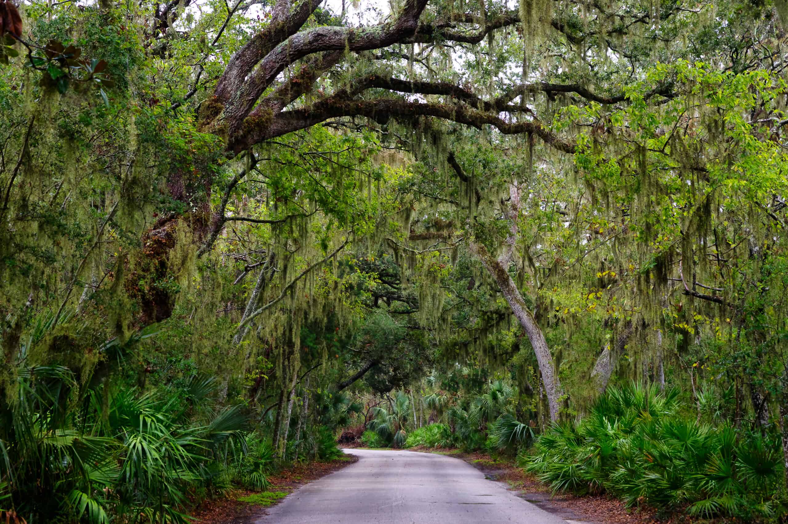 Spanish moss-draped trees in Amelia Island — a great day trip from Jacksonville, FL