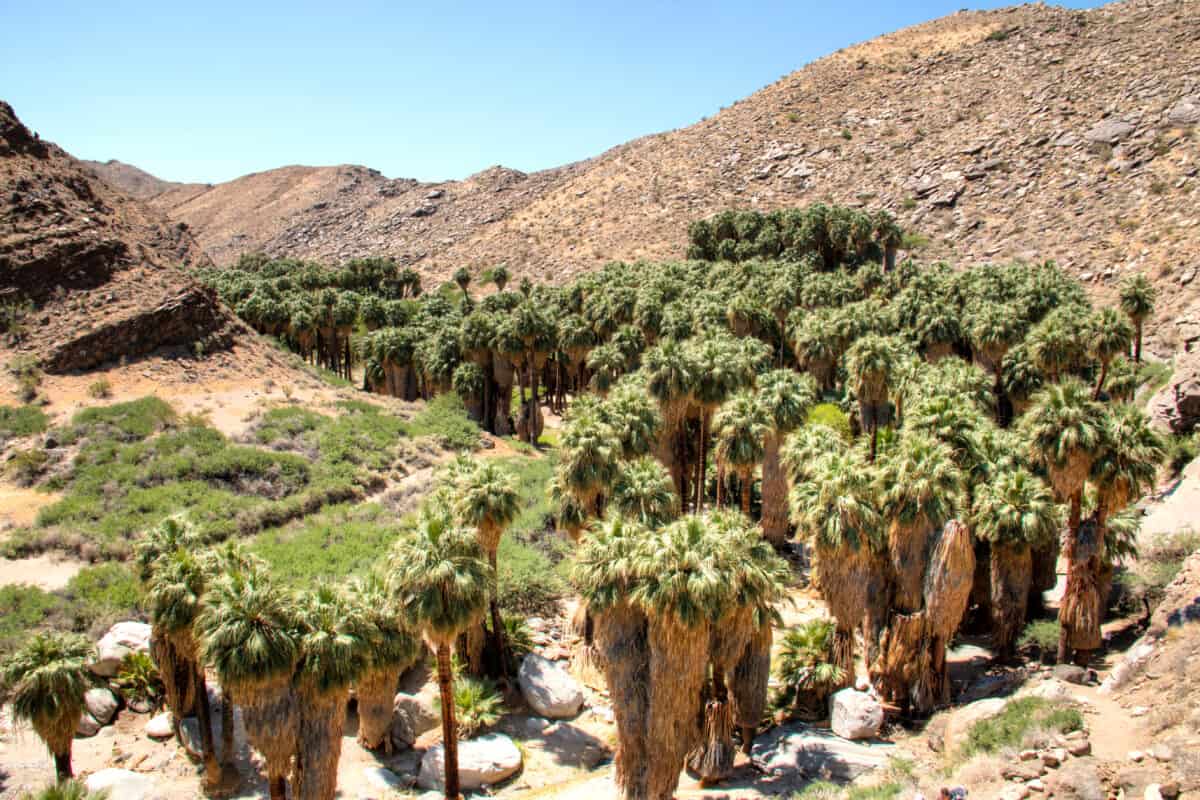 Indian Canyon National Park is in Palm Springs, a great family day trip from Los Angeles.