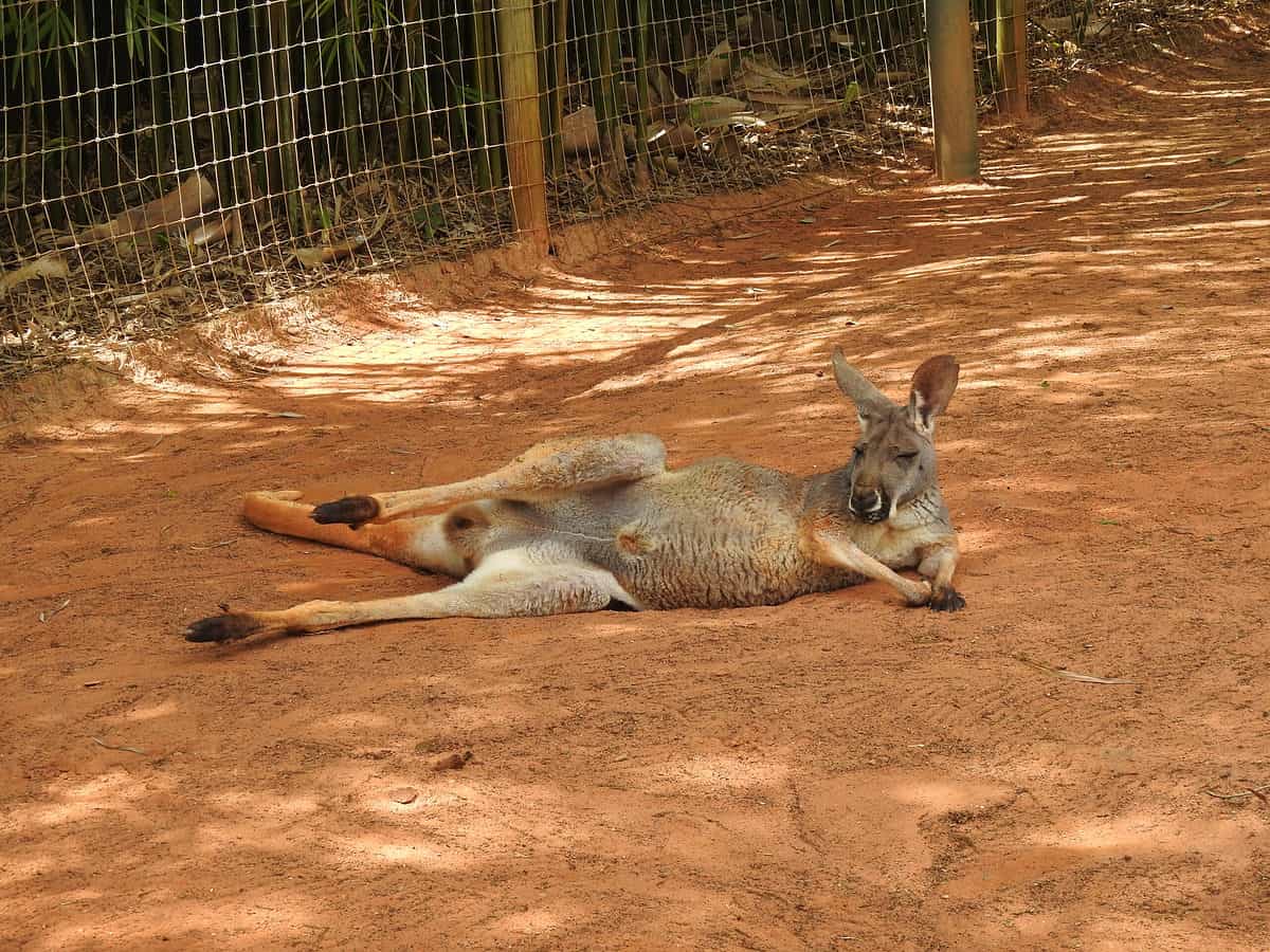 Kangaroo at Busch Gardens Tampa Bay