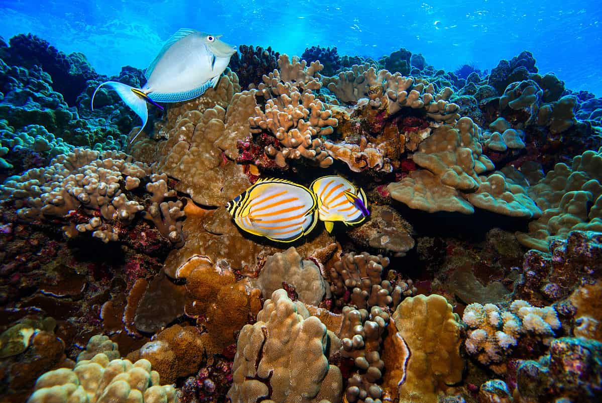 Molokini Crater fish