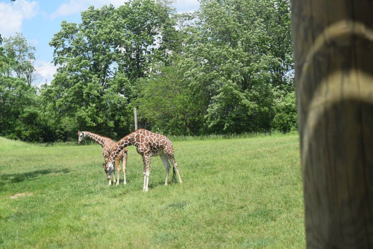 Fort Wayne Children's Zoo is in Fort Wayne, one of many great day trips from Indianapolis.