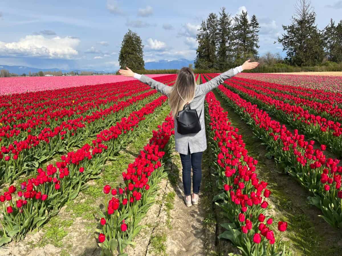 Tulips in La Conner, Wash