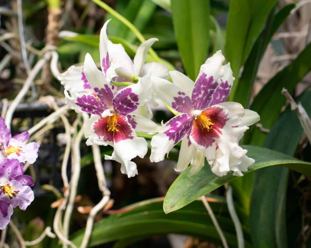 Orchids are in bloom in the conservatory at the Daniel Stowe Botanincal Gardens