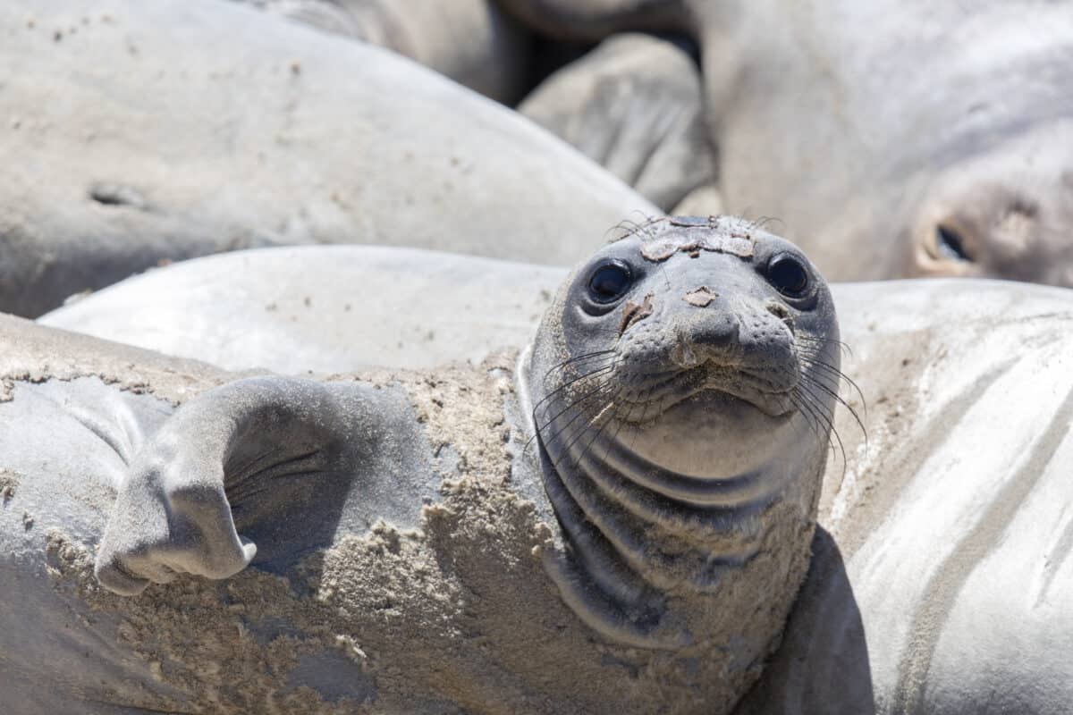 Elephant seal