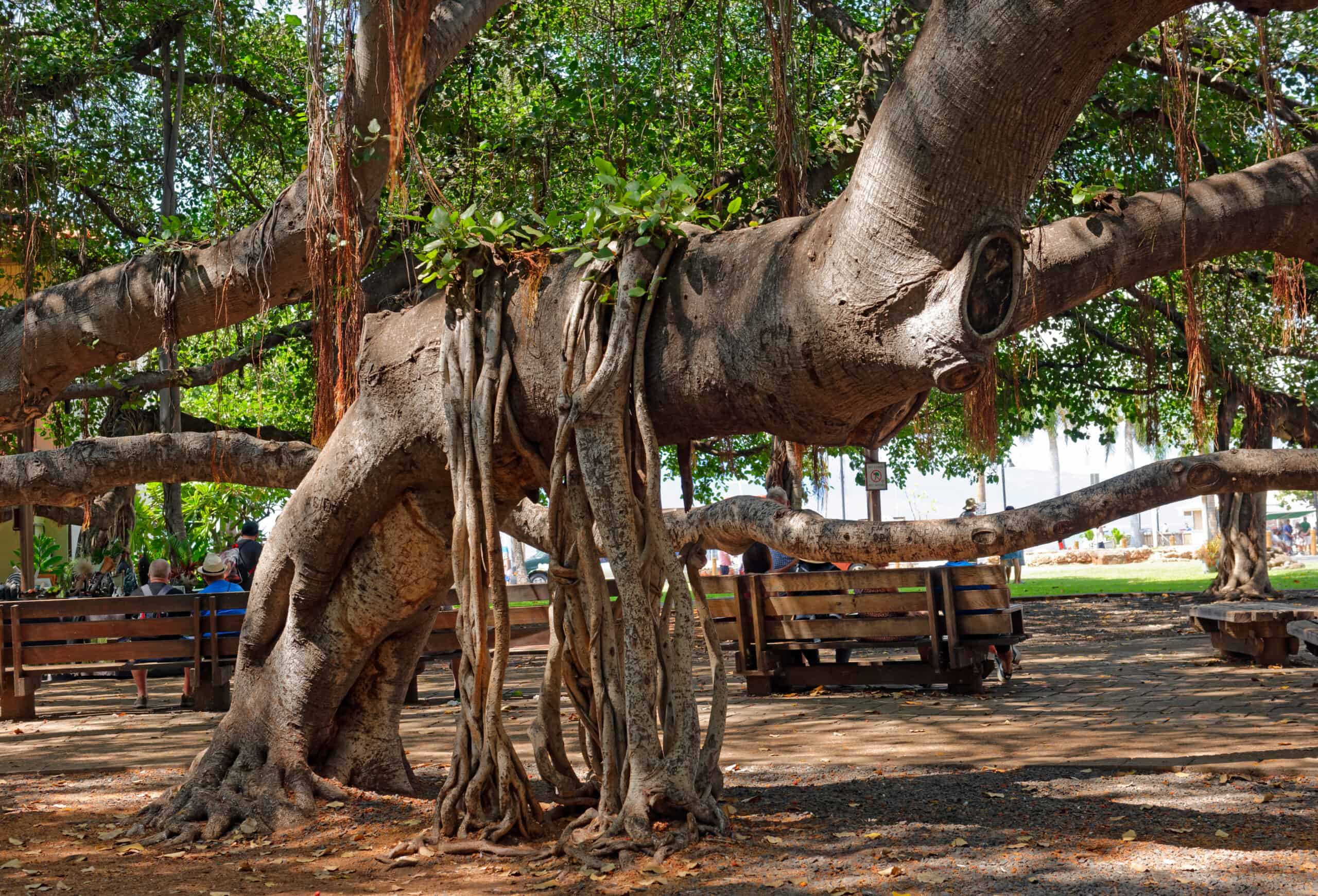 Banyan tree in Lahaina