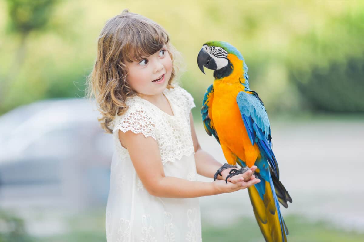 Making photo of exotic animals. Little girl with macaw parrot in the zoo