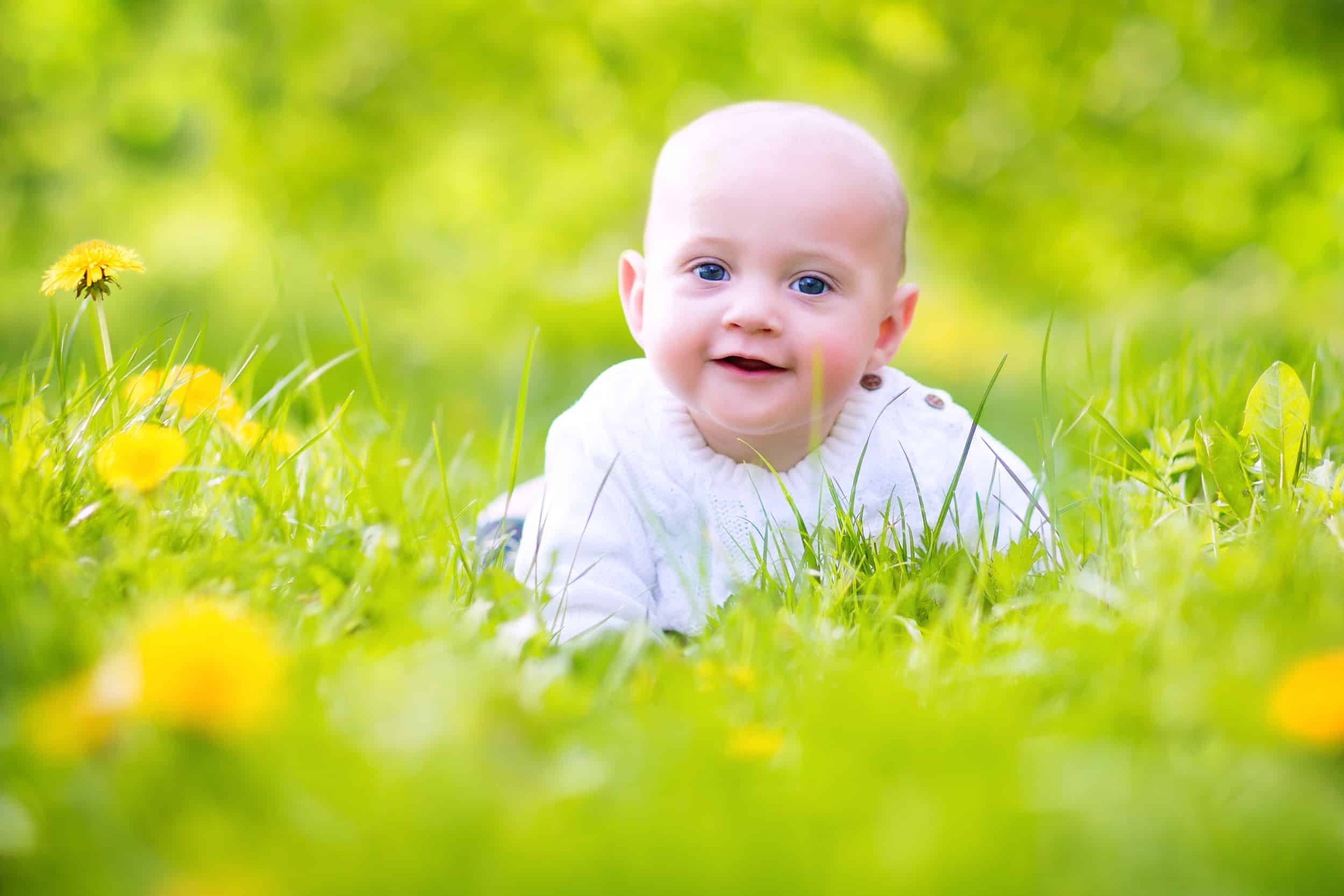 Adorable little happy smiling baby boy playing in a blooming apple garden between beautiful trees with white flowers on green grass with yellow dandelions on a sunny spring day