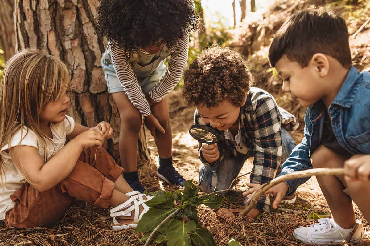 For young children are visible in a natural setting with Pineneedles and a branch with green leaves. From left to right there is a little olive-skinned girl seated in the pine needles wearing a short sleeve white shirt and chocolate brown pants that have been rolled up around her ankles. She is wearing white sandals that consist of several narrow straps closed with Velcro at her ankles and she is holding a pine needle. To her left but to her right in the frame is a young brown-skinned girl wearing a long sleeve white and black striped shirt and coverall shorts of light blue denim. She has black hair and she is bending down. To her left is a little olive skin boy wearing a plaid mostly black and white shirt with a thin red stripe long sleeve flannel he is on one knee crouch down holding a magnifying glass in his right hand and appears to be looking at the branch of green leaves. Next to him is a young olive-skinned boy wearing a long sleeve denim button up shirt and very white tennis shoes he is holding a stick in his left hand. 
