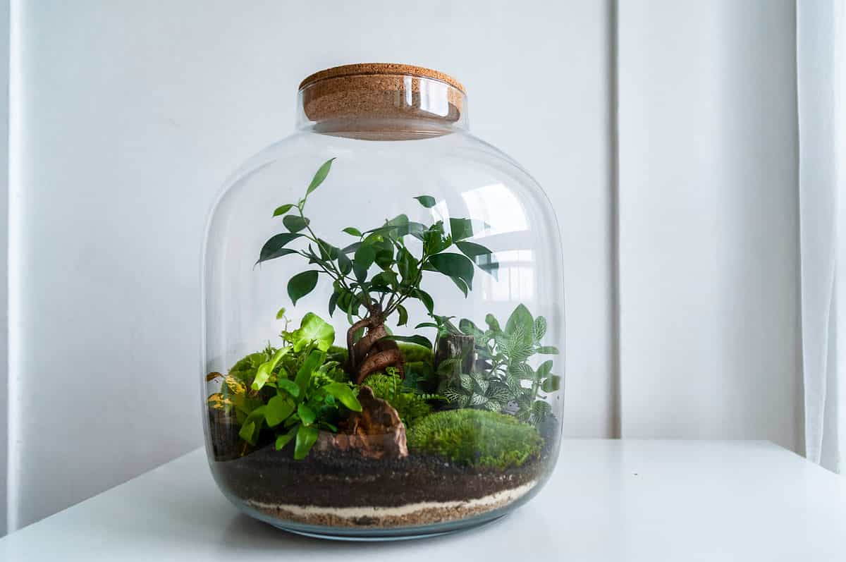 Center frame a large round clear glass jar with a cork top is visible with plant life growing in it. In the bottom of the jar is sand and then dirt or peat moss and then there is some regular moss and some succulents. The terrarium is placed on a white table against a white wall. There appears to be a bright window out of frame on the right