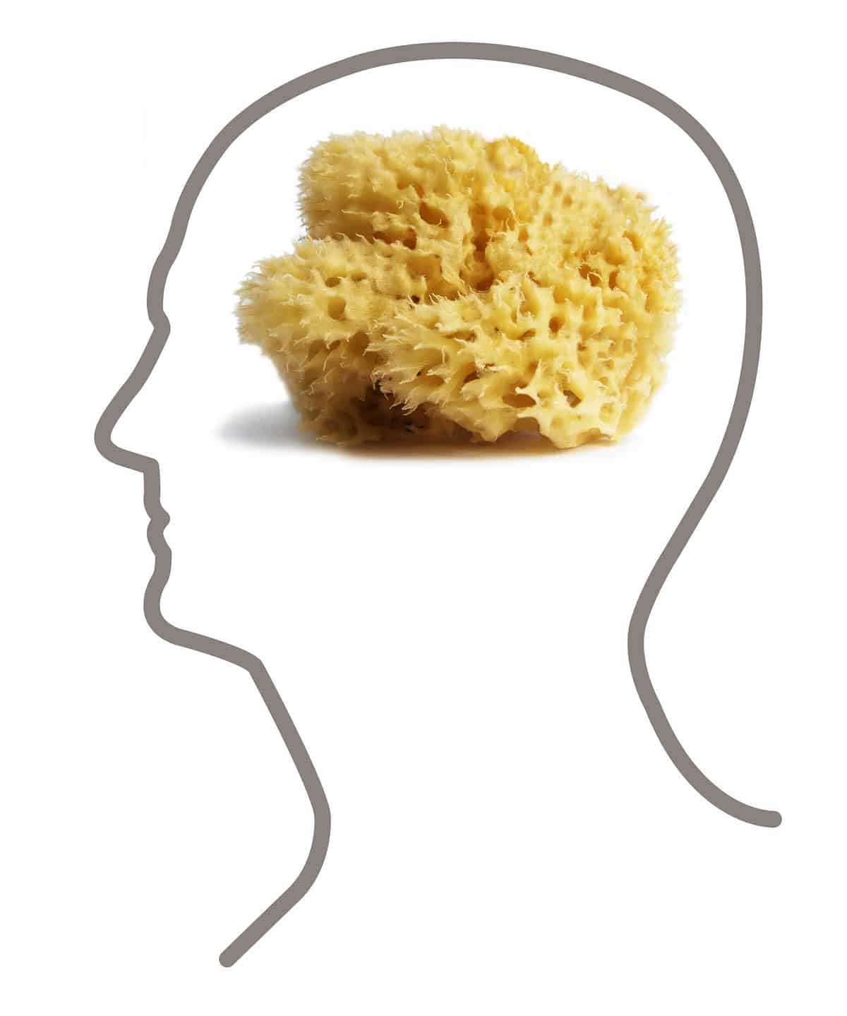 A gray outline of a human head in silhouette facing left frame. Within the outline is a natural sponge, which is light yellow and textured with many holes. The background is isolate white