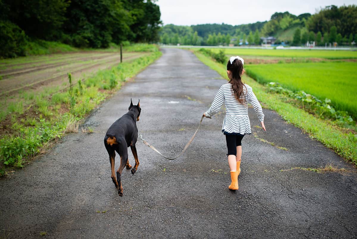 Girl taking a walk with a dog