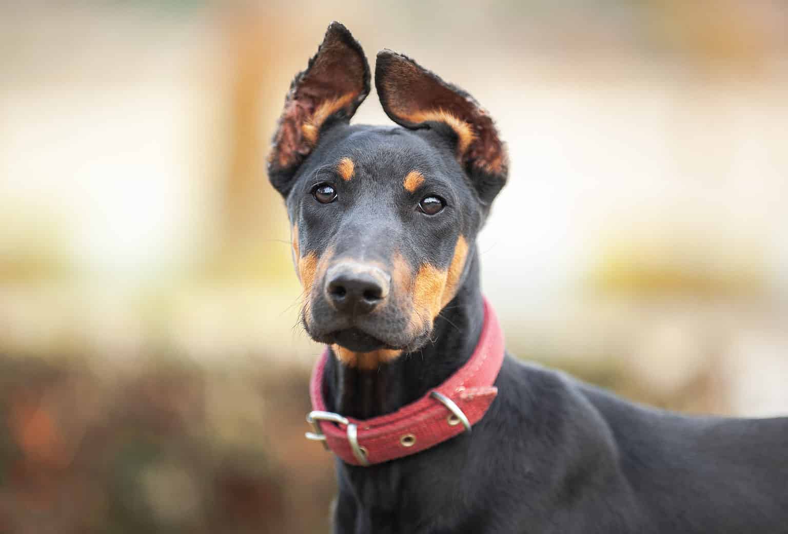 Are Dobermans Good With Kids? What Parents Need To Know Moms Who Think