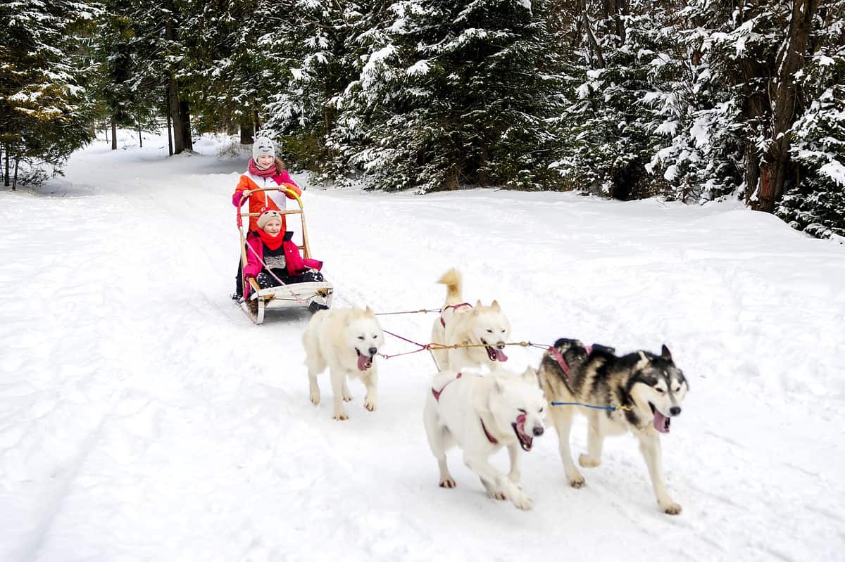 kids sledding with huskies