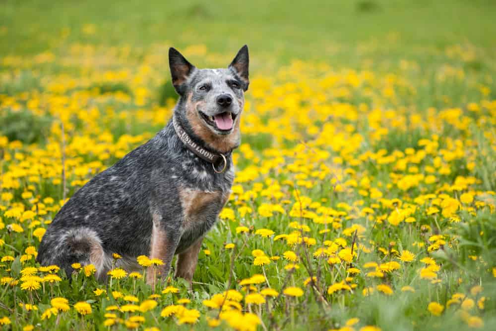 Blue heeler in yellow flowers