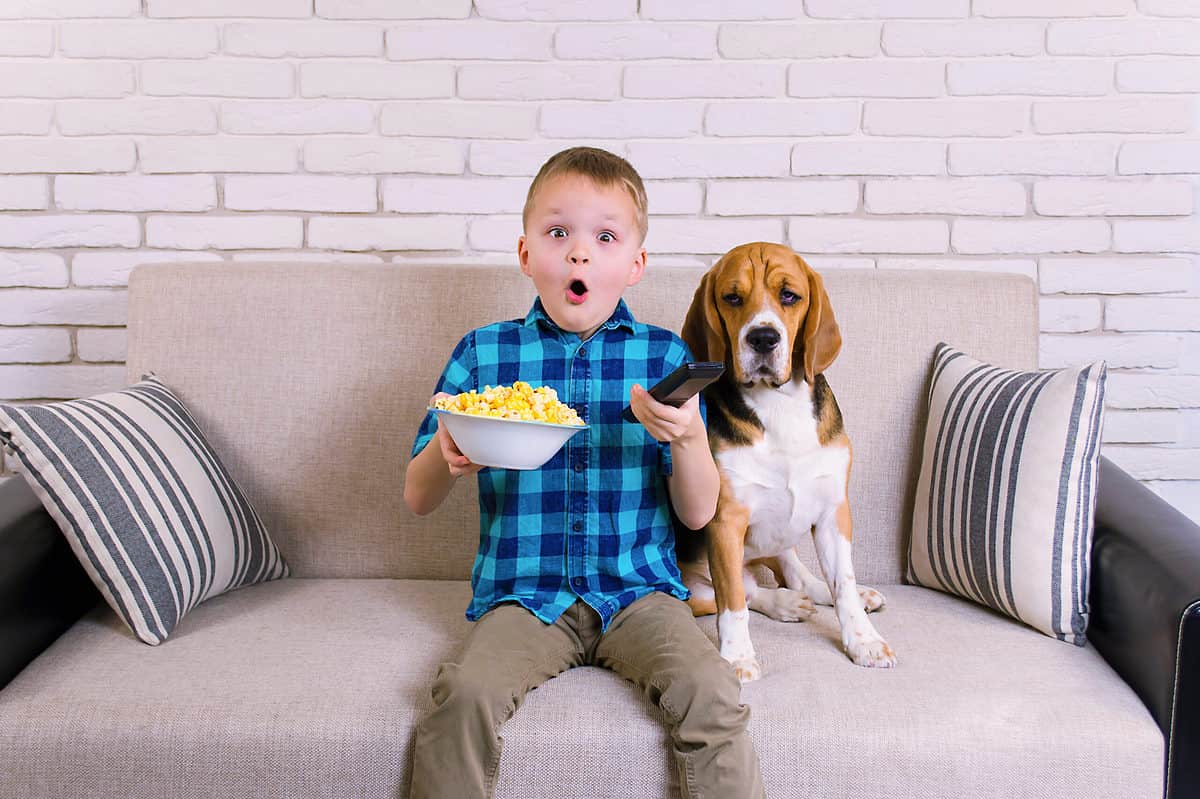 Beagle and Kid eating popcorn