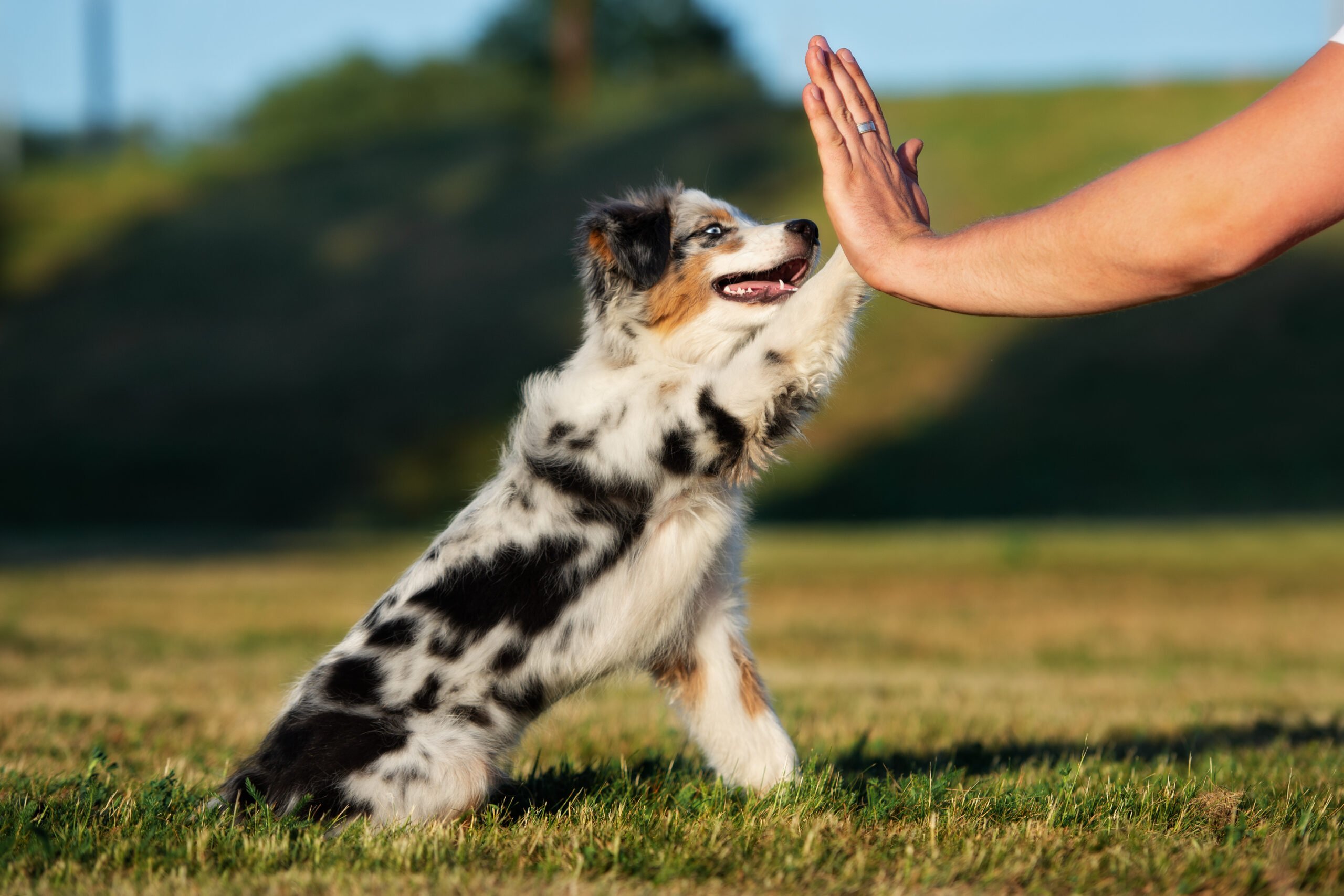 Train Your Dog Before Getting  a Cat