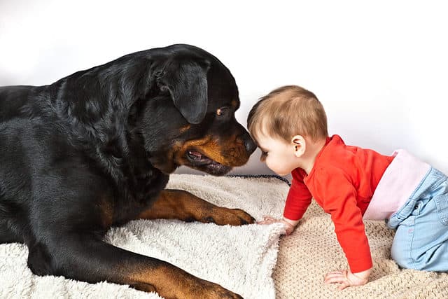 Rottweiler and child touching heads