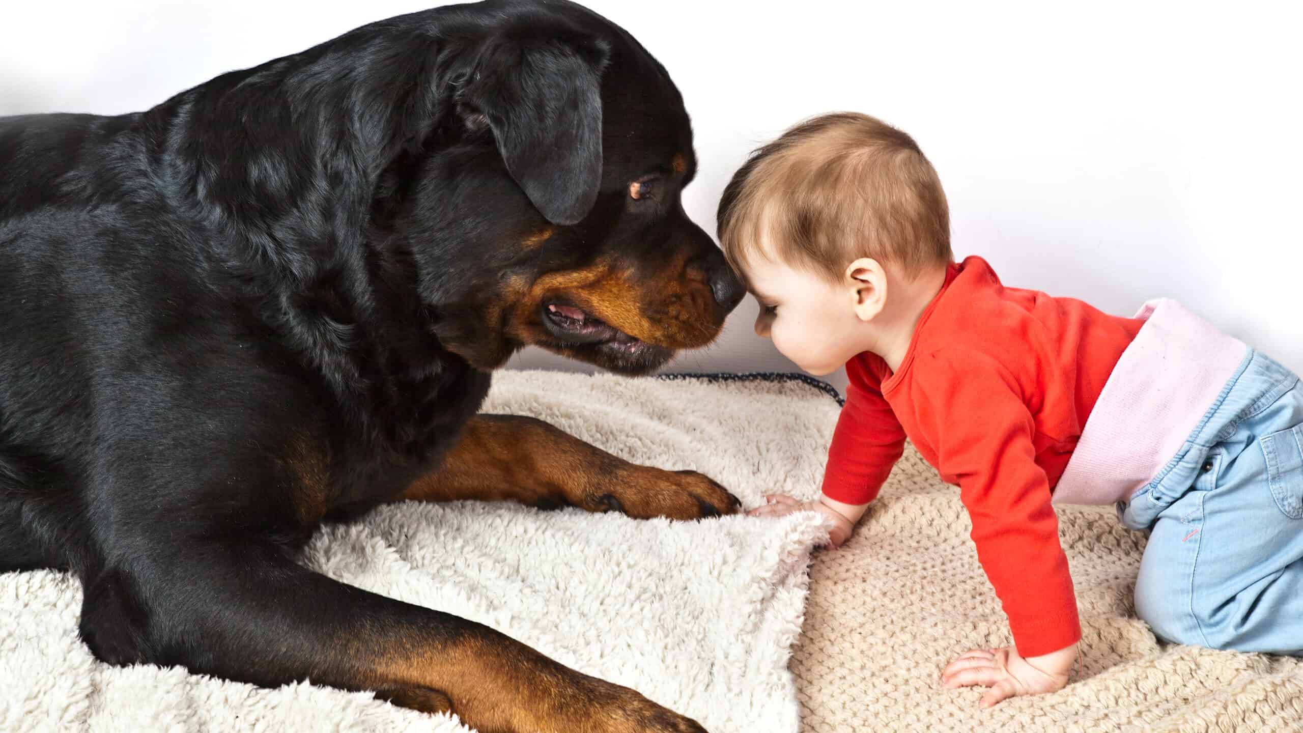 Rottweiler and child touching heads