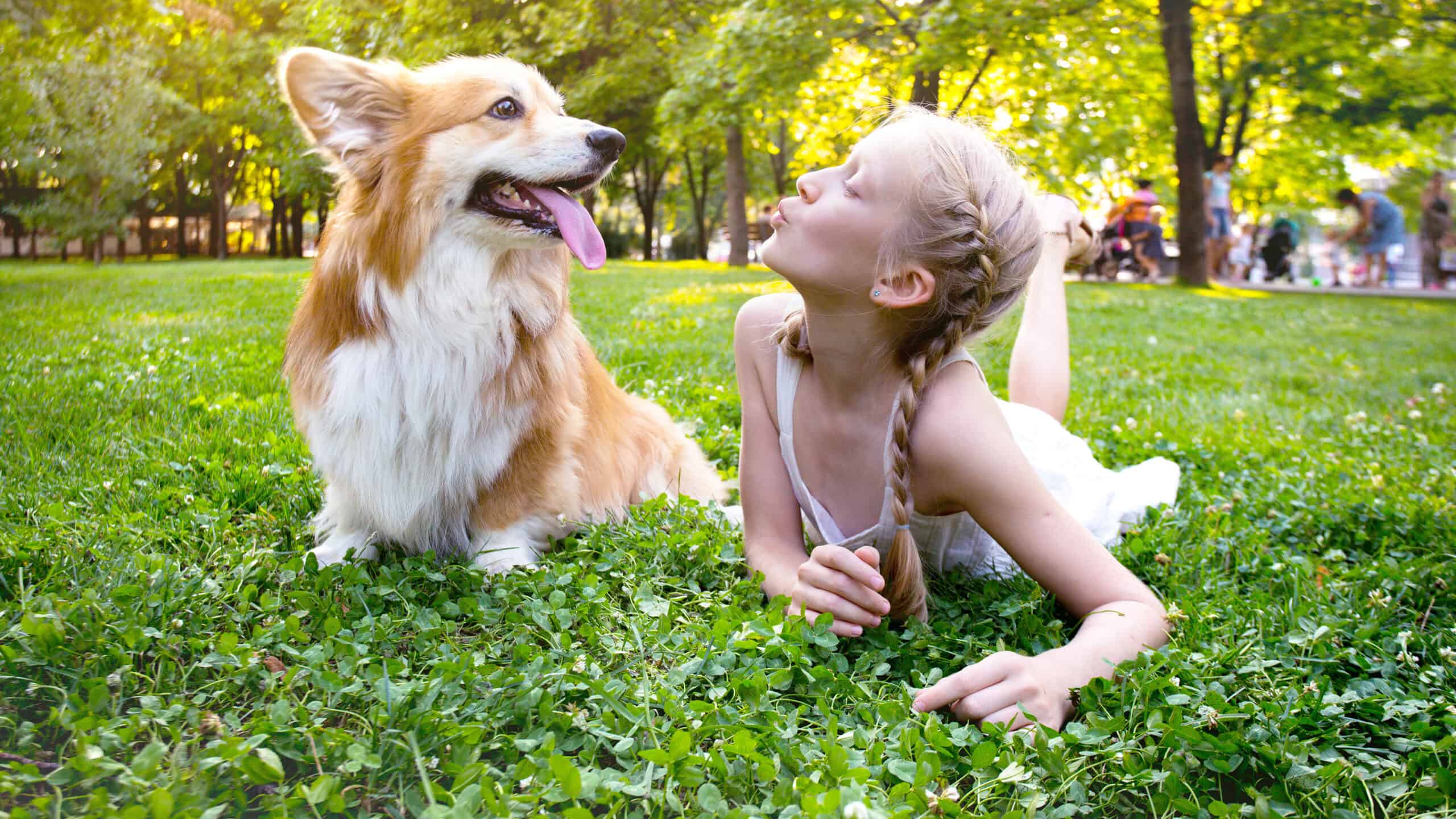 corgi and girl