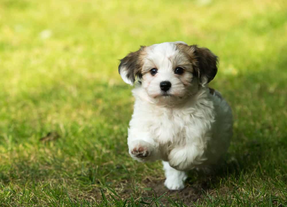 Havanese running