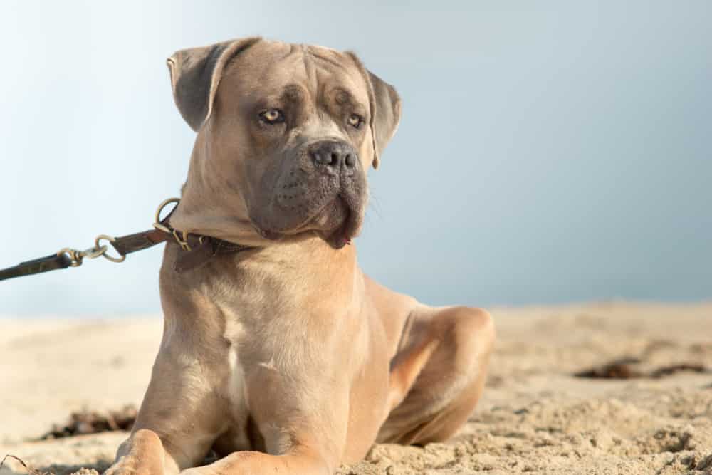 Cane corso on leash