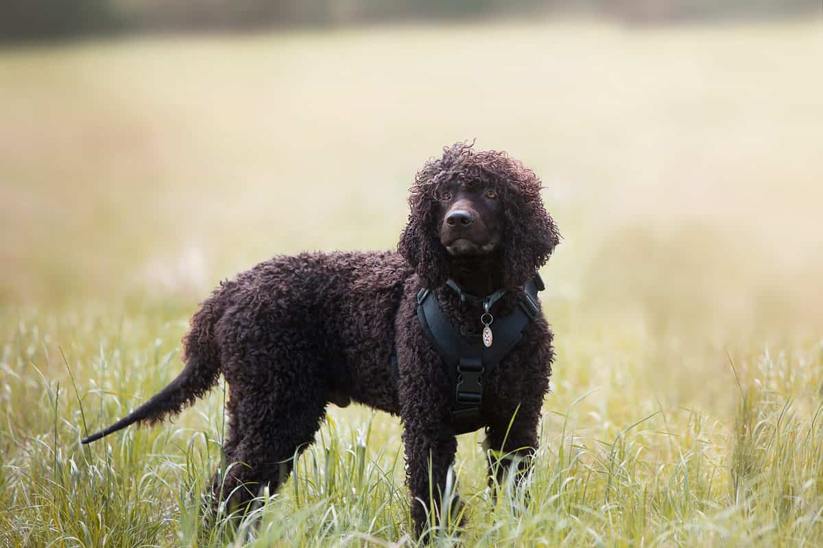 Water,Spaniel,In,An,Open,Field.