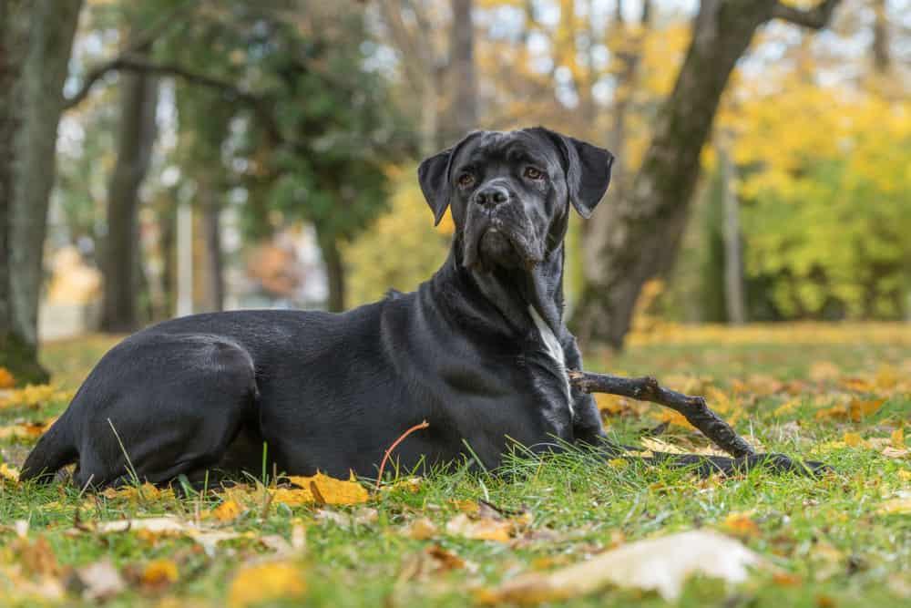 Cane Corso dog on grass