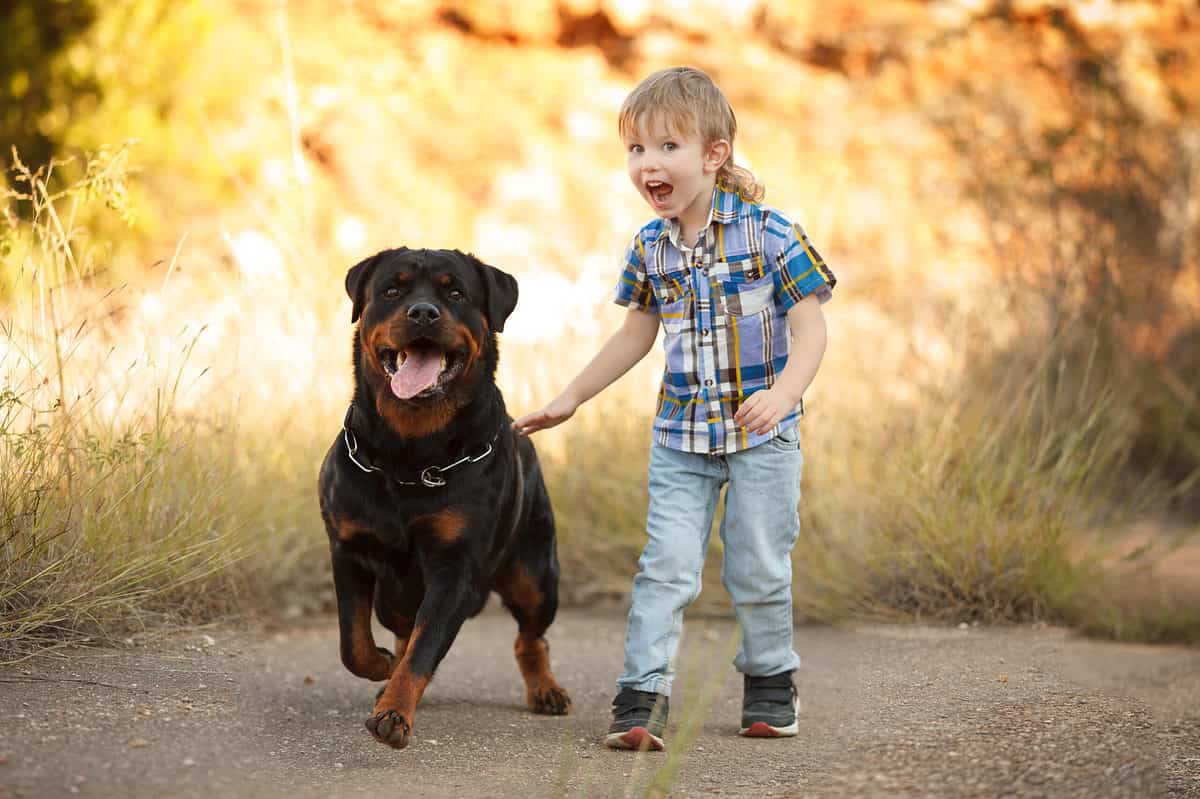 Rottweiler walking with child