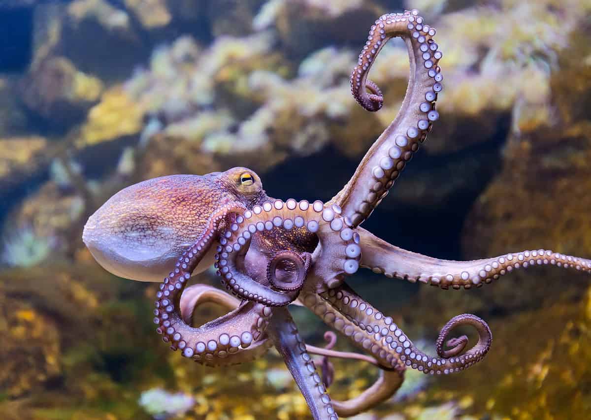 Octopus in tank