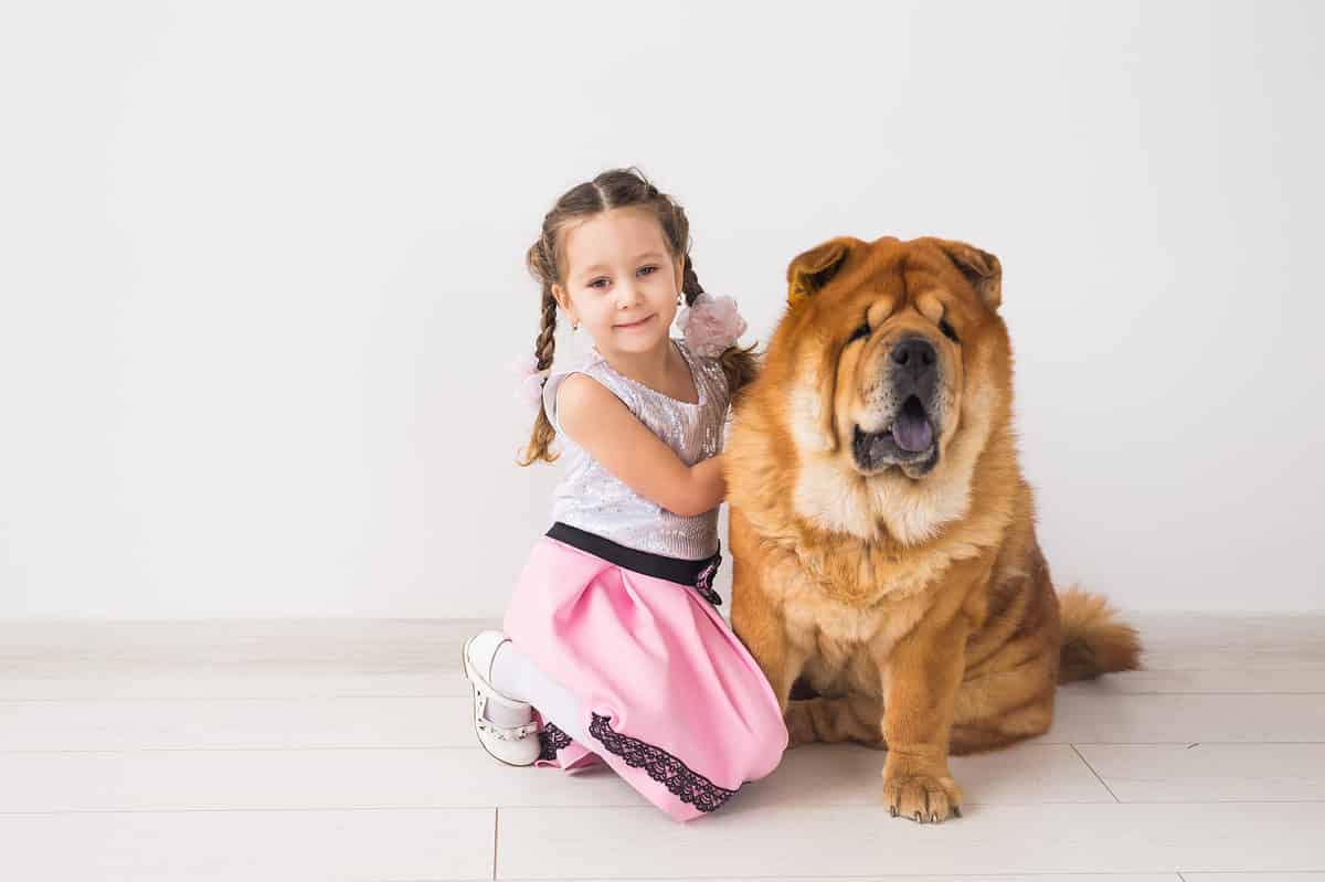 child with a chow chow
