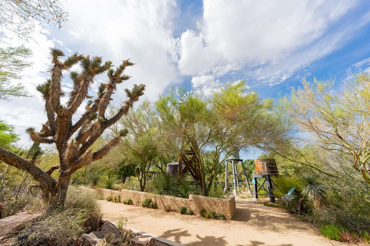 Botanical,Garden,Of,Springs,Preserve,At,Las,Vegas,,Nevada